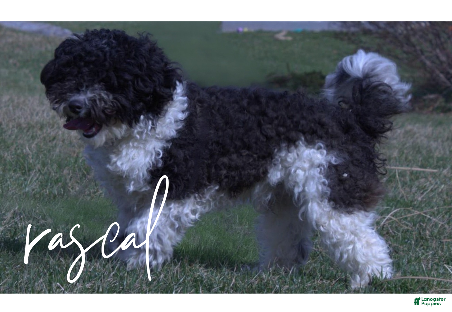 Havapoo dogs Rascal - Ad 24