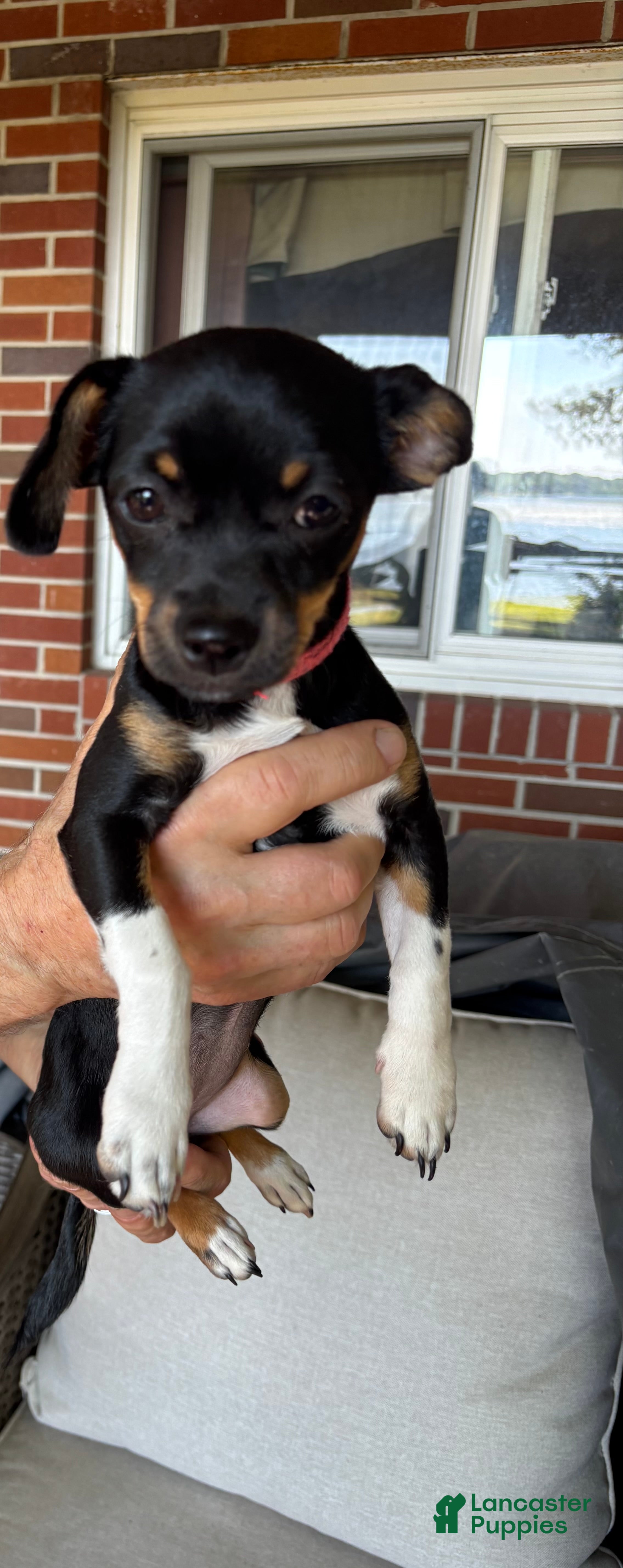 Chihuahua dogs Chihuahua Puppy 1 - Ad 2