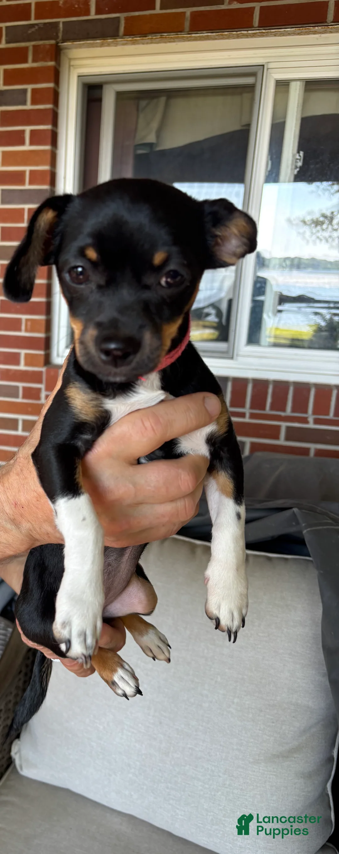 Chihuahua dogs for sale: Chihuahua Puppy 1 - Ad 2