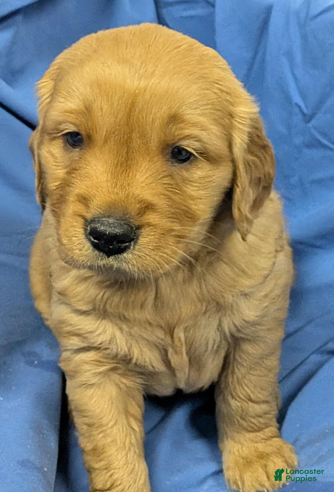 Golden Retriever dogs for sale: Duke - Ad 1