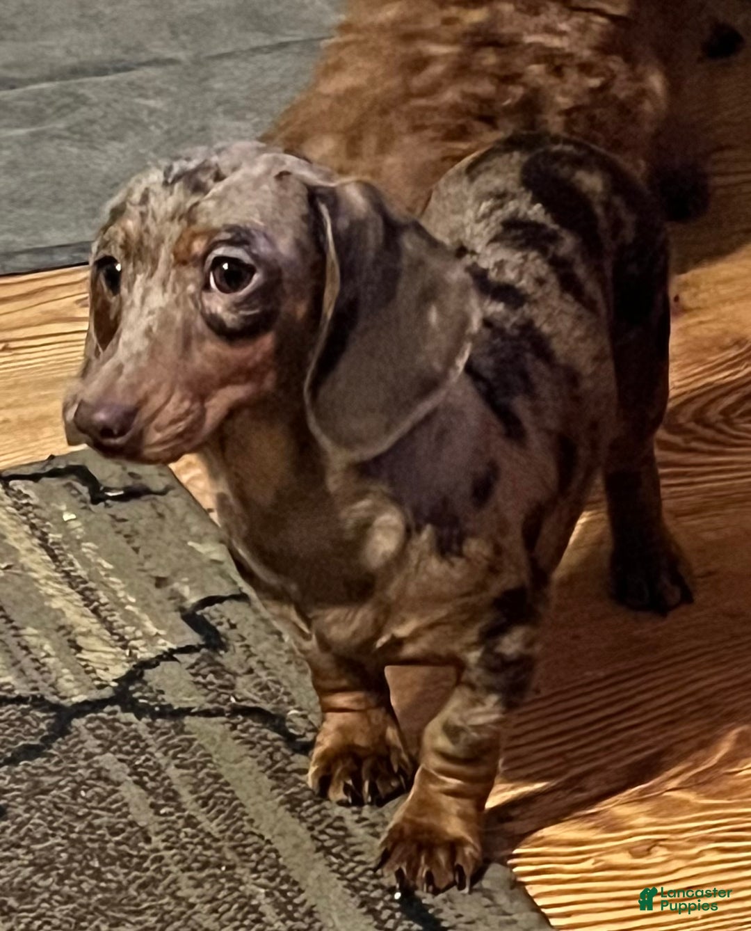 Miniature Dachshund dogs for sale: Chrysler  - Ad 11
