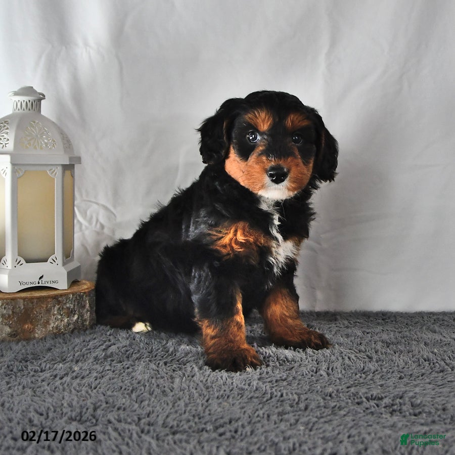 Mini Aussiedoodle dogs Lucy - Ad 2