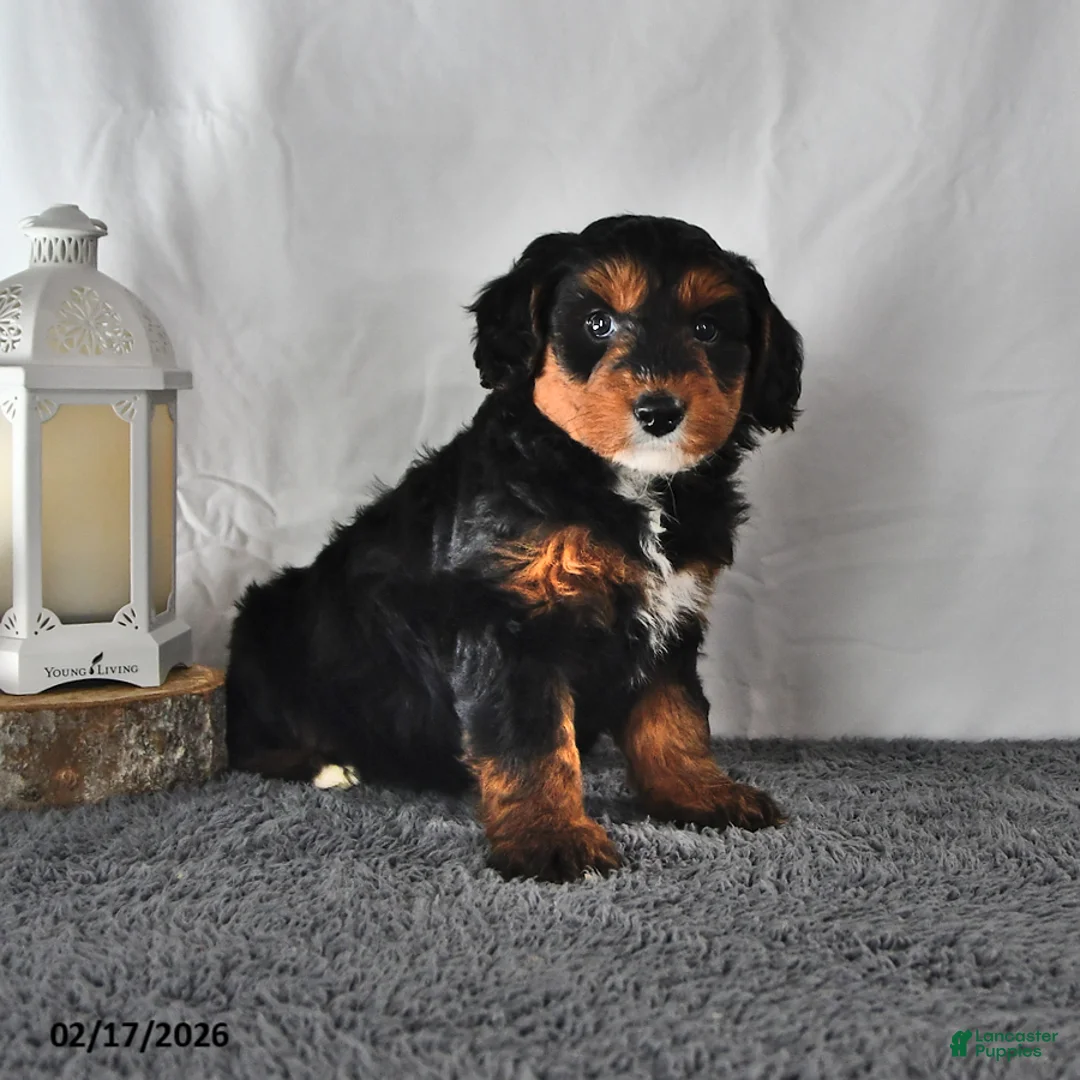 Mini Aussiedoodle dogs for sale: Lucy - Ad 2