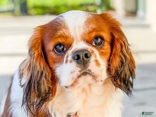 Cavalier King Charles Spaniel dogs for stud: Rocco - Ad 3