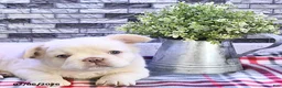 French Bulldog dogs for sale: Pierre - Ad 3