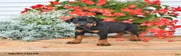 Doberman Pinscher dogs for sale: Luna  - Ad 3