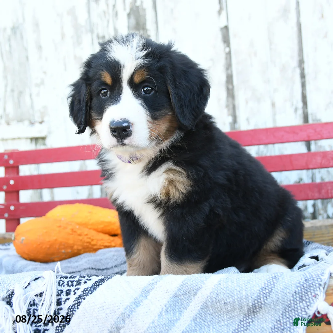 Bernese Mountain Dog dogs for sale: Daisy - Ad 1