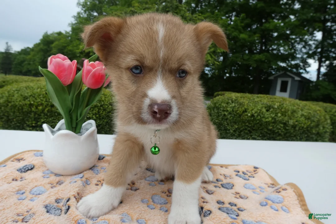 Welsh Corgi Pembroke dogs for sale: Puppy 7 Pal - Ad 1