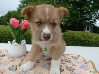 Welsh Corgi Pembroke dogs for sale: Puppy 7 Pal - Ad 1