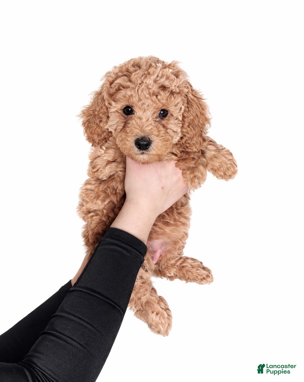 Goldendoodle dogs Golden Mini Goldendoodle Female - Ad 8