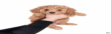 Golden Mini Goldendoodle Female