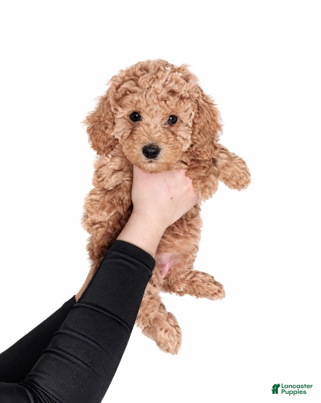 Goldendoodle dogs for sale: Golden Mini Goldendoodle Female - Ad 1