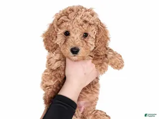 Goldendoodle dogs Golden Mini Goldendoodle Female - Ad 8