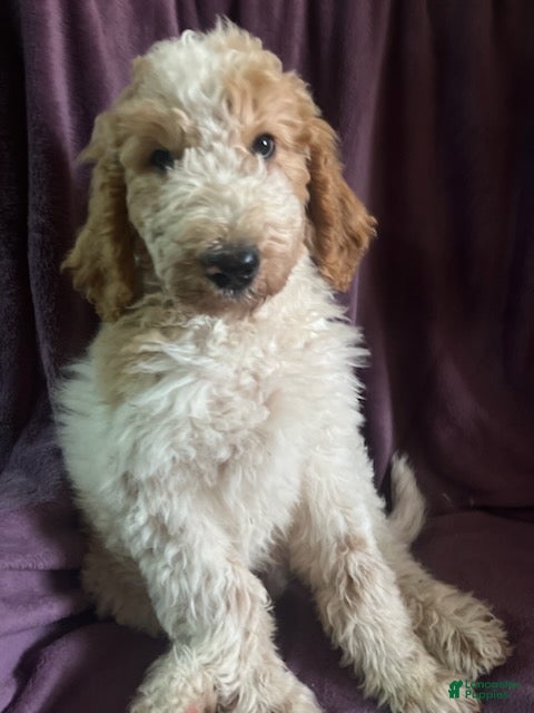 Goldendoodle dogs Freddie male - Ad 1