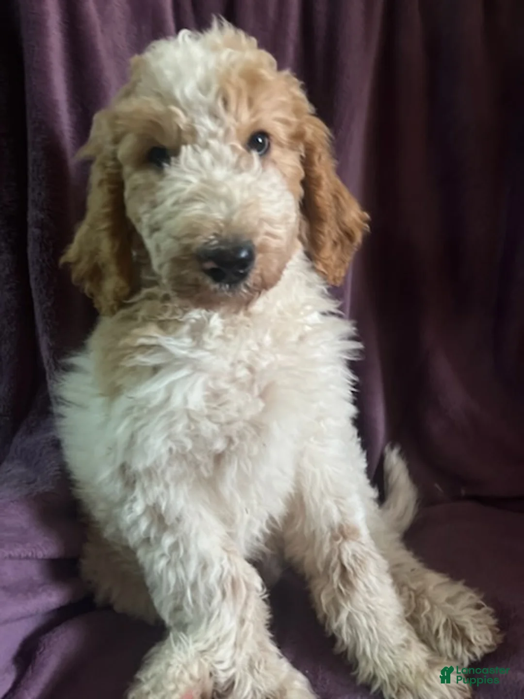 Goldendoodle dogs for sale: Freddie male - Ad 1