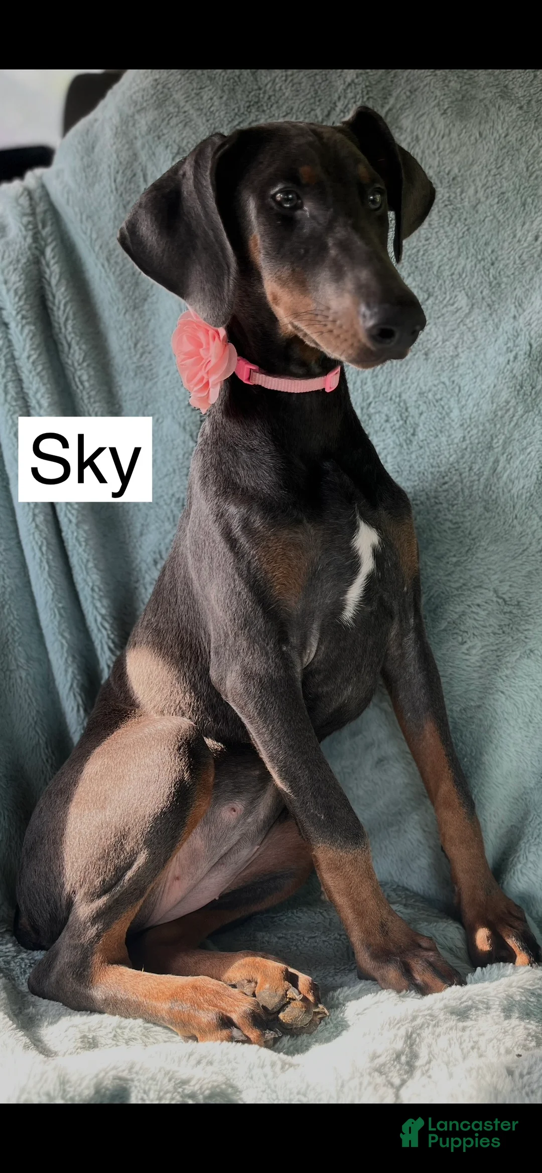 Doberman Pinscher dogs for sale: Sky - Ad 7