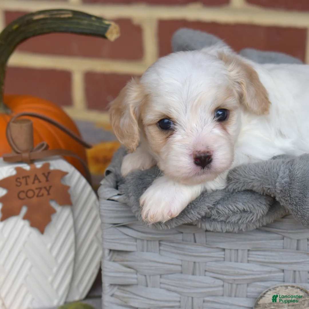 Cavachon dogs for sale: Winston - Ad 6