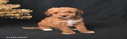 Toy Poodle dogs for sale: Buddy - Ad 2