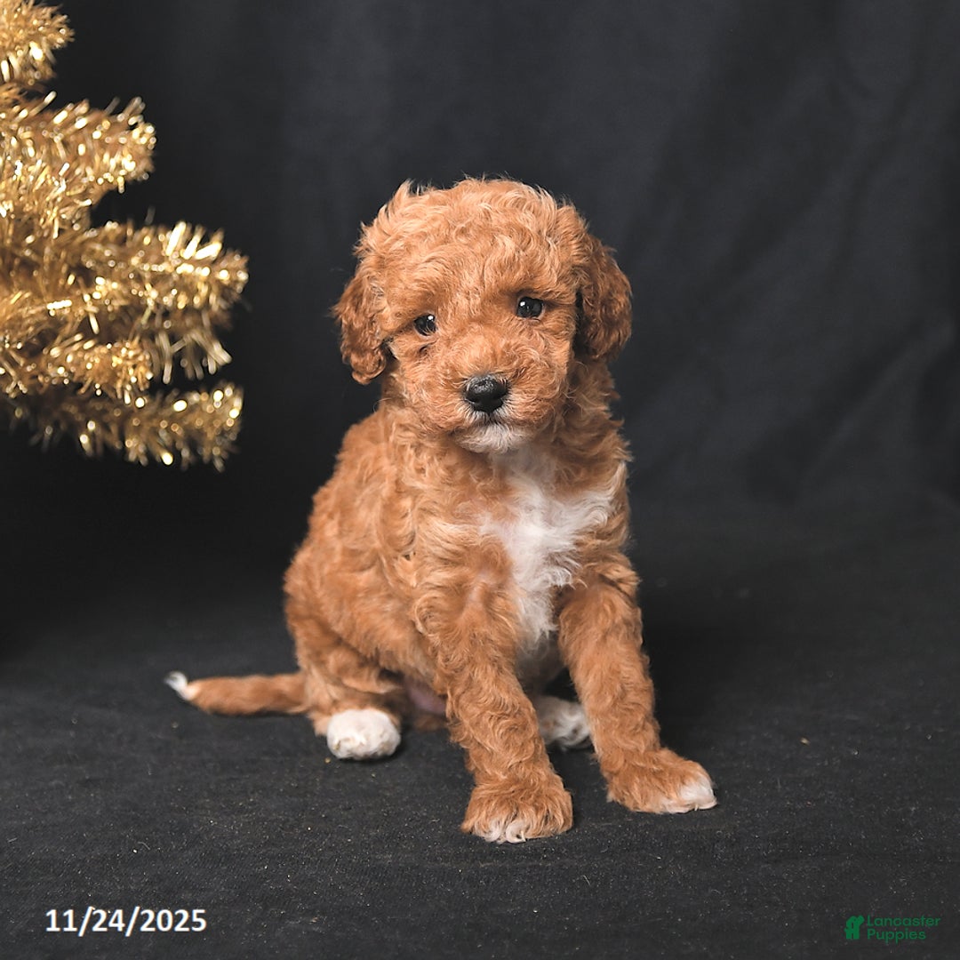 Toy Poodle dogs for sale: Buddy - Ad 2