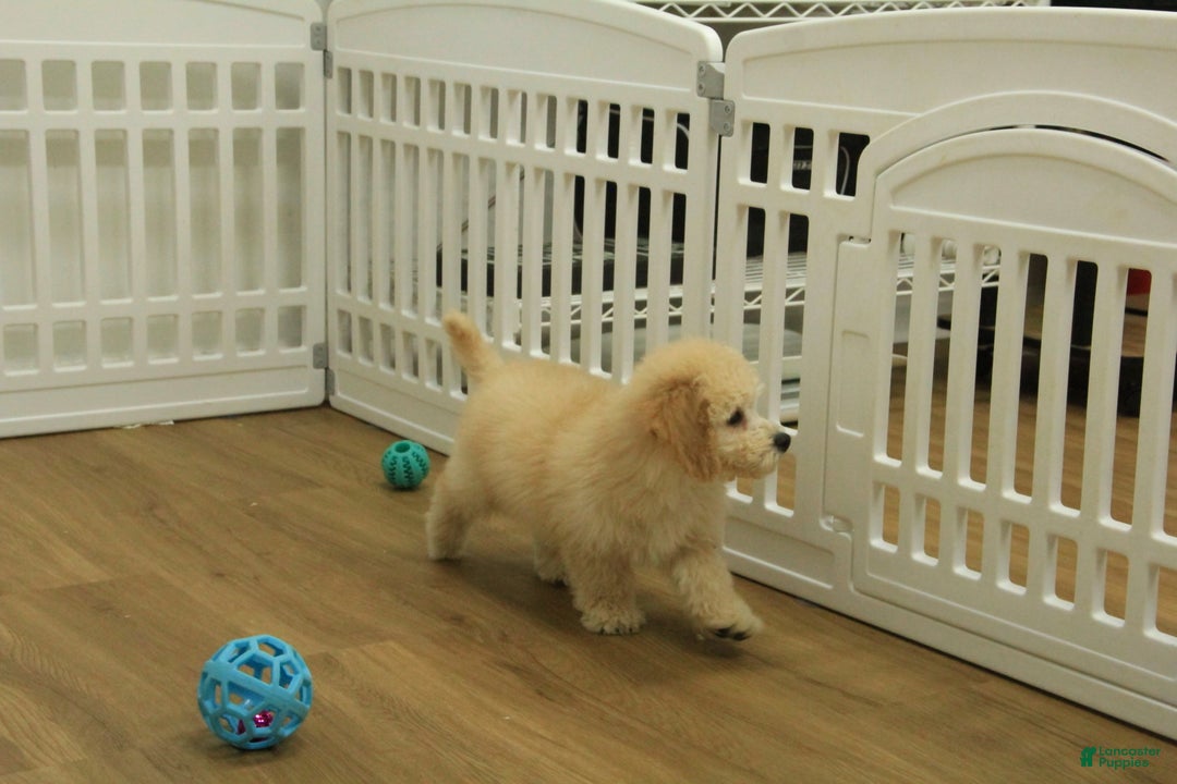 Bichpoo dogs for sale: Remi - Ad 3