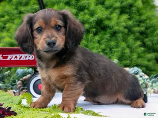 Miniature Dachshund dogs for sale: Diddle - Ad 2