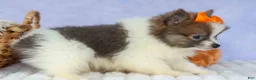 Pomeranian dogs for sale: Easton🐾 - Ad 11