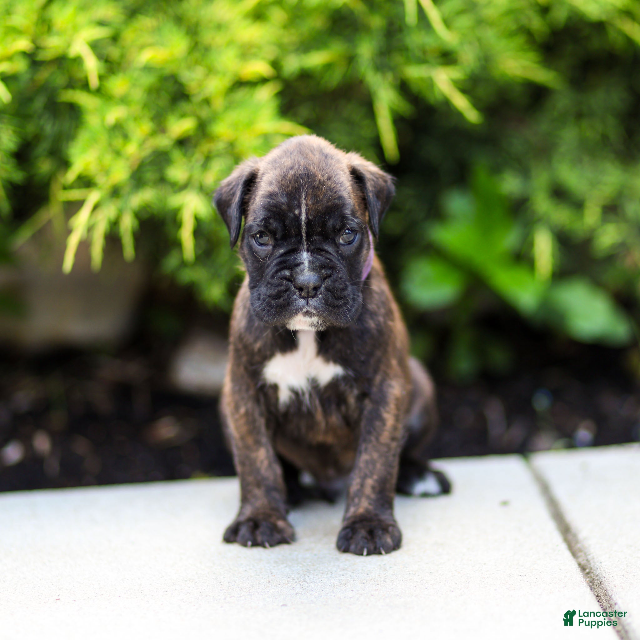 Boxer dogs Lonnie Boxer Puppy  - Ad 1