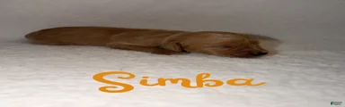 Simba