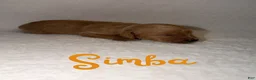Goldendoodle dogs for sale: Simba - Ad 1