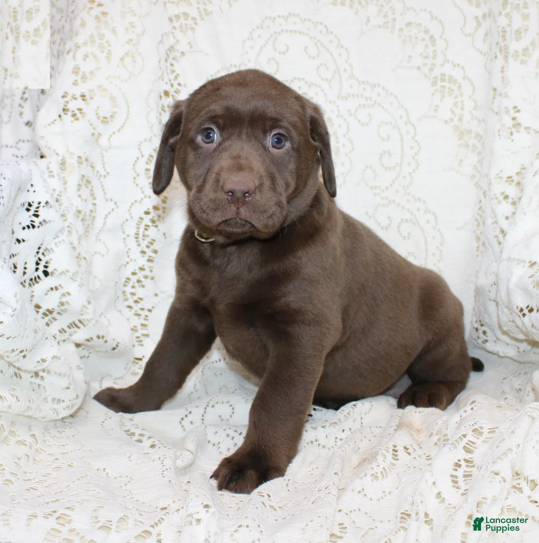 Labrador Retriever dogs for sale: Riley - Ad 4