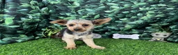 Yorkshire Terrier dogs for sale: Yorkshire Terrier 4 - Ad 4