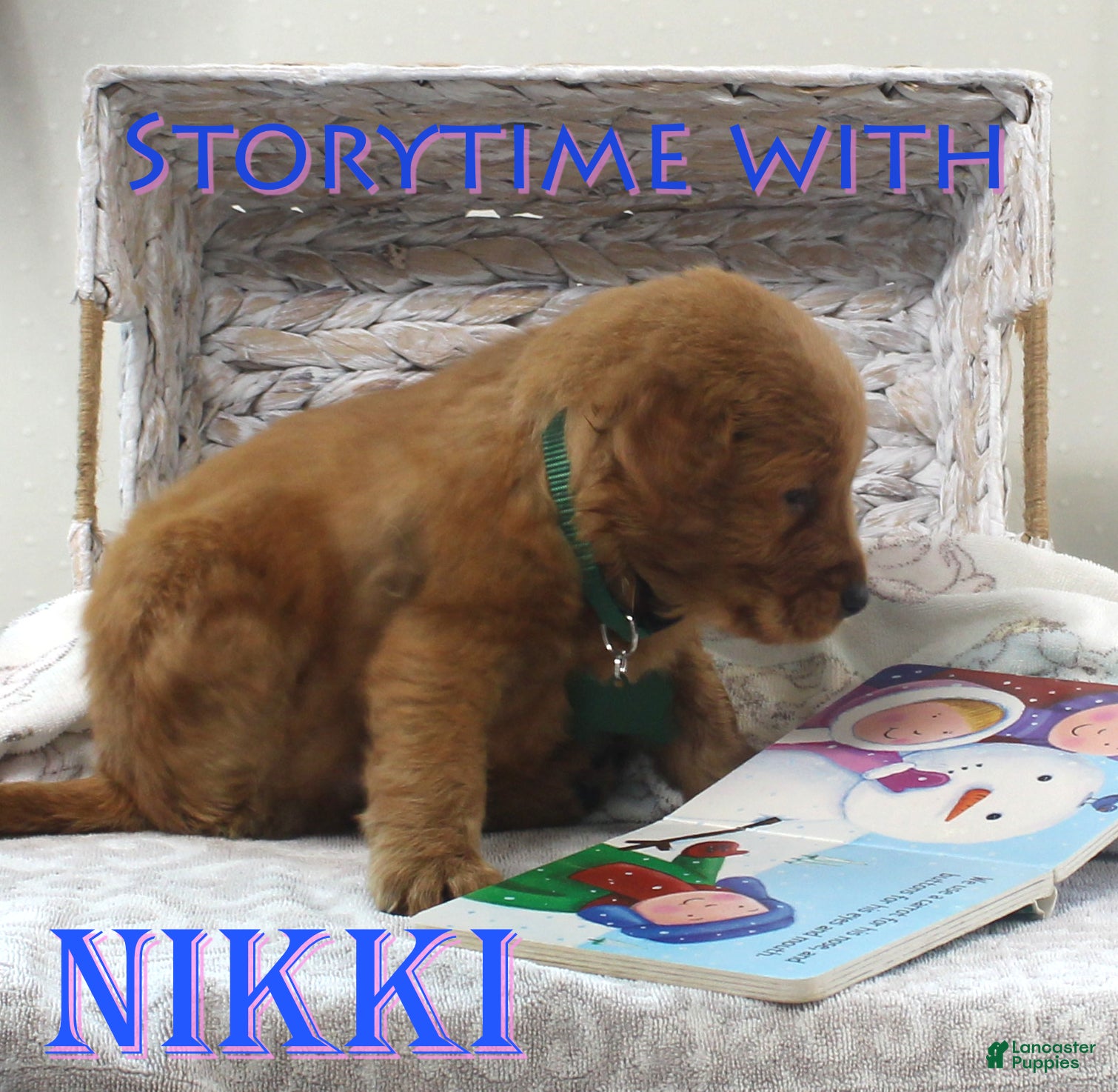Golden Retriever dogs Nikki - Ad 3