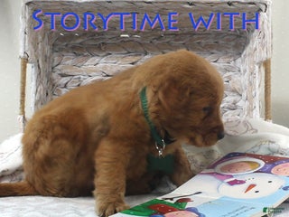 Golden Retriever dogs Nikki - Ad 3