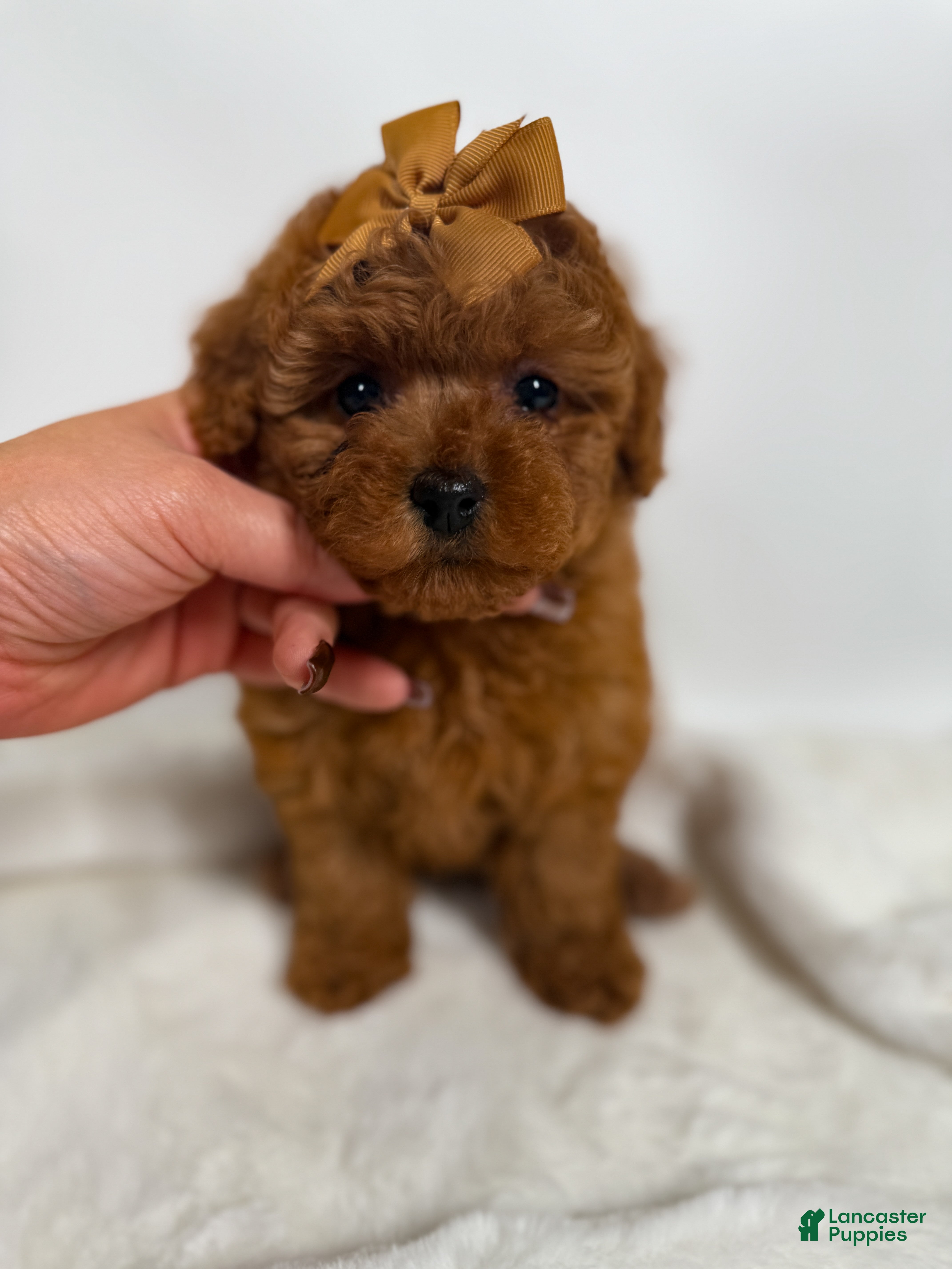 Toy Poodle dogs Tiny Lilly  - Ad 1