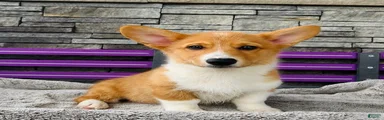 Danny Welsh Corgi Pembroke Puppy 