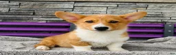 Welsh Corgi Pembroke dogs for sale: Danny Welsh Corgi Pembroke Puppy  - Ad 1