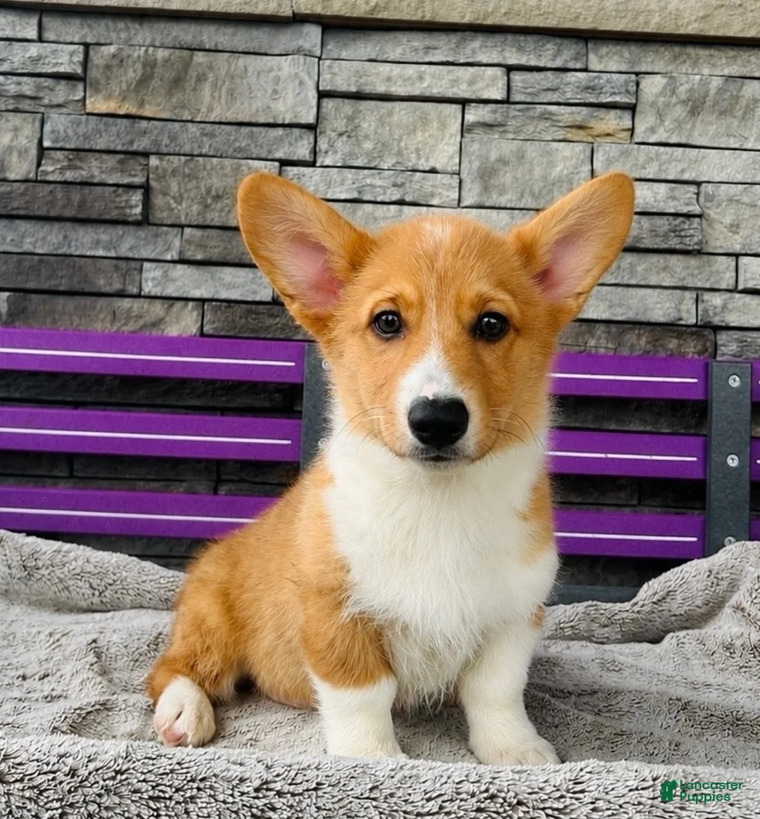 Welsh Corgi Pembroke dogs for sale: Danny Welsh Corgi Pembroke Puppy  - Ad 1