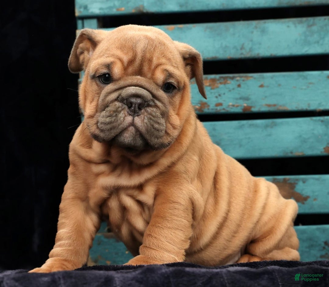 English Bulldog dogs for sale: Stella - Ad 7