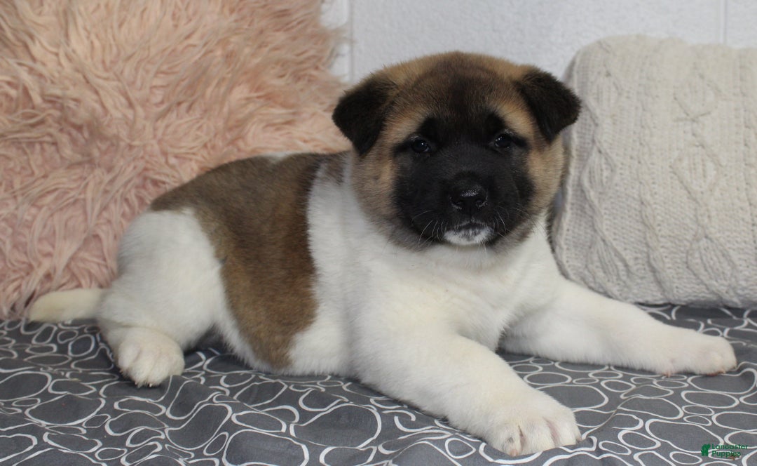 Akita dogs for sale: Dolley - Ad 12