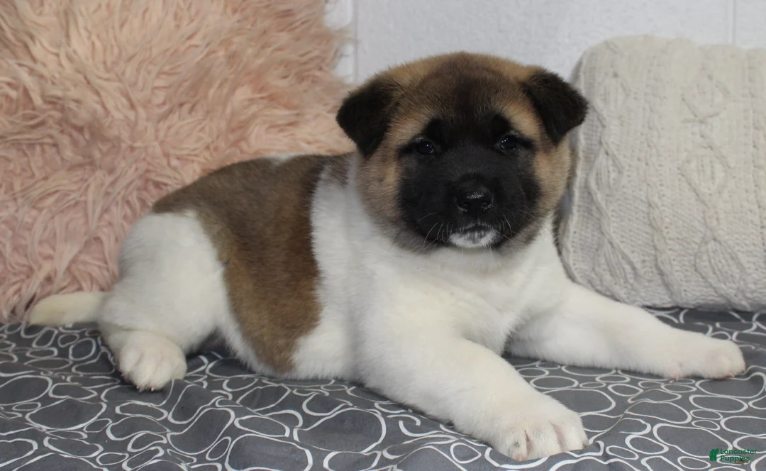 Akita dogs for sale: Ranger - Ad 13