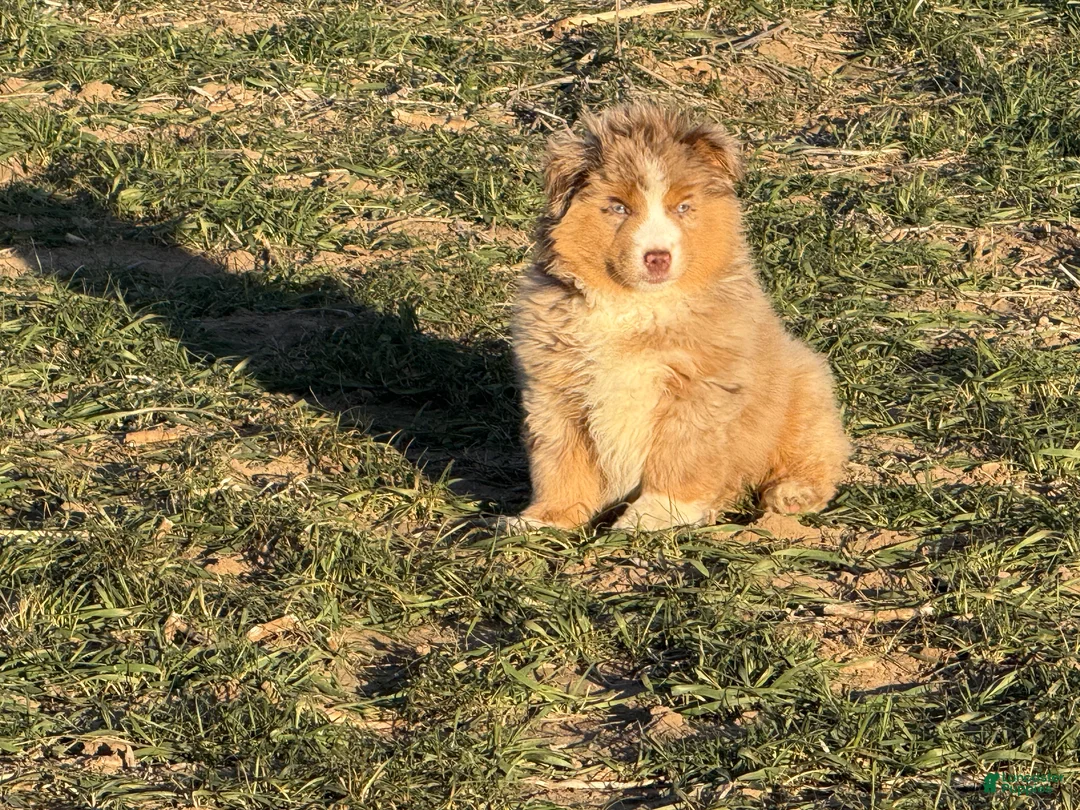 Miniature Australian Shepherd dogs for sale: Bear - Ad 1