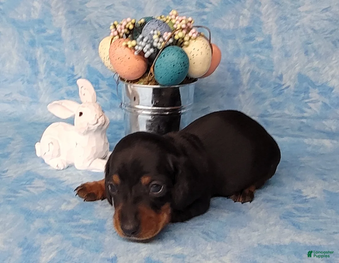 Miniature Dachshund dogs for sale: Simon AKC - Ad 3