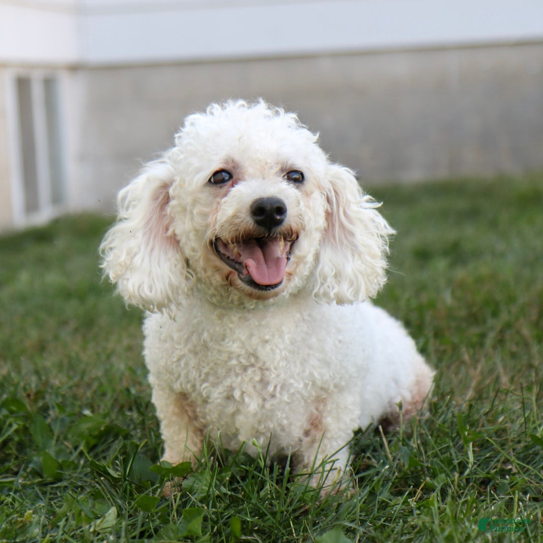 Teddy Bear dogs for sale: Oliver  - Ad 7