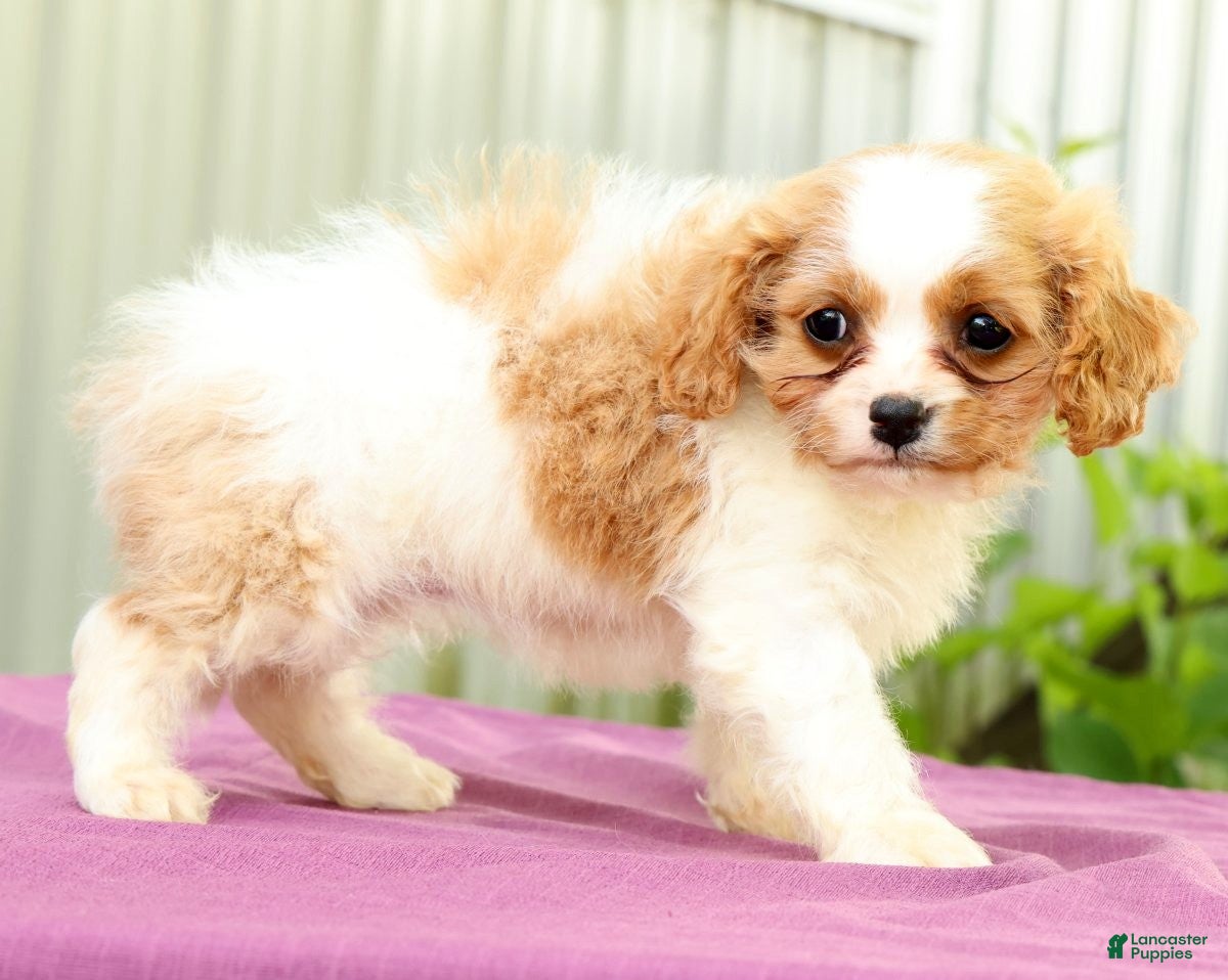 Cavapoo dogs Roxie - Ad 2