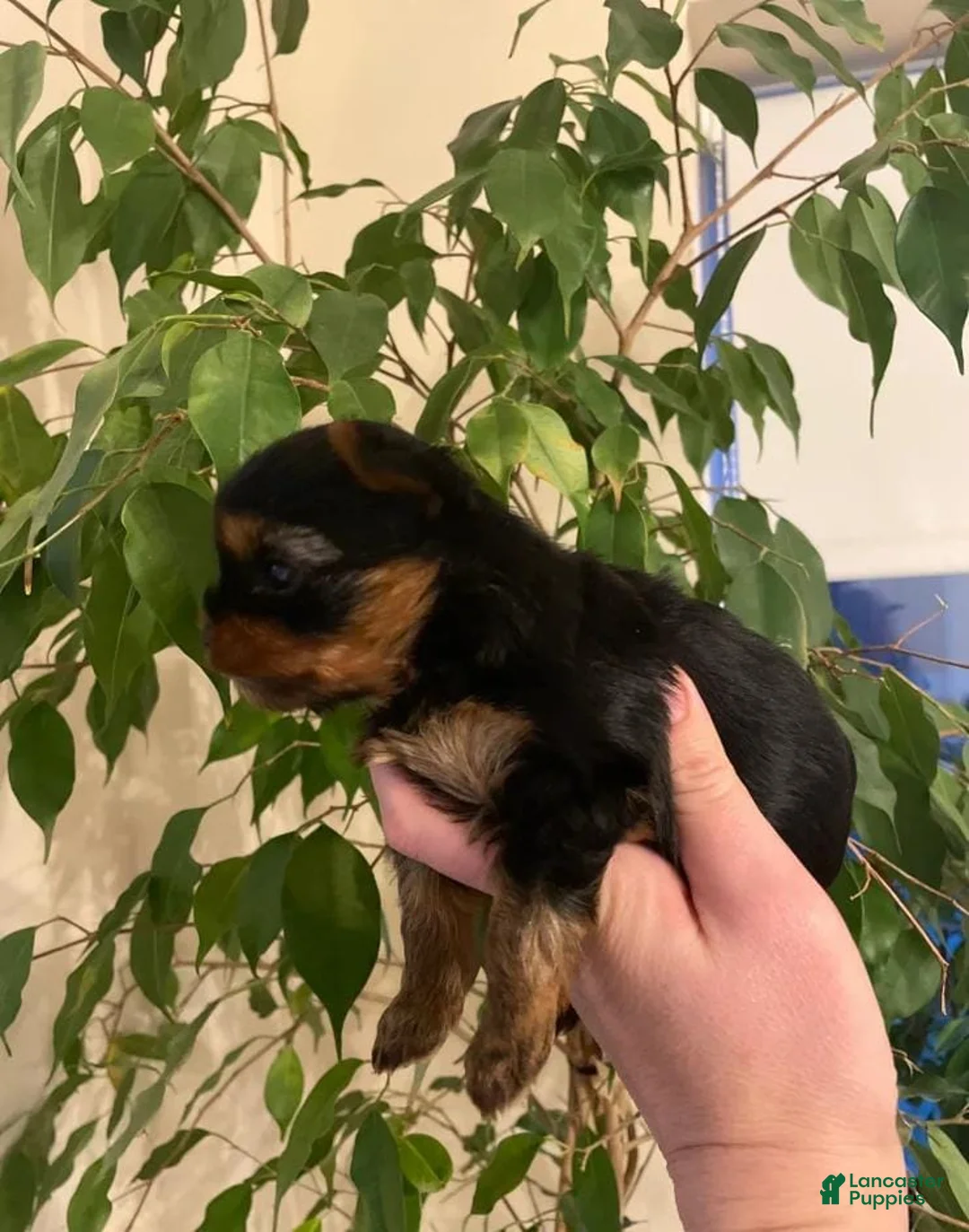Yorkshire Terrier dogs for sale: Kevin - Ad 8