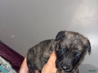 Mixed Breed dogs - Ad 23