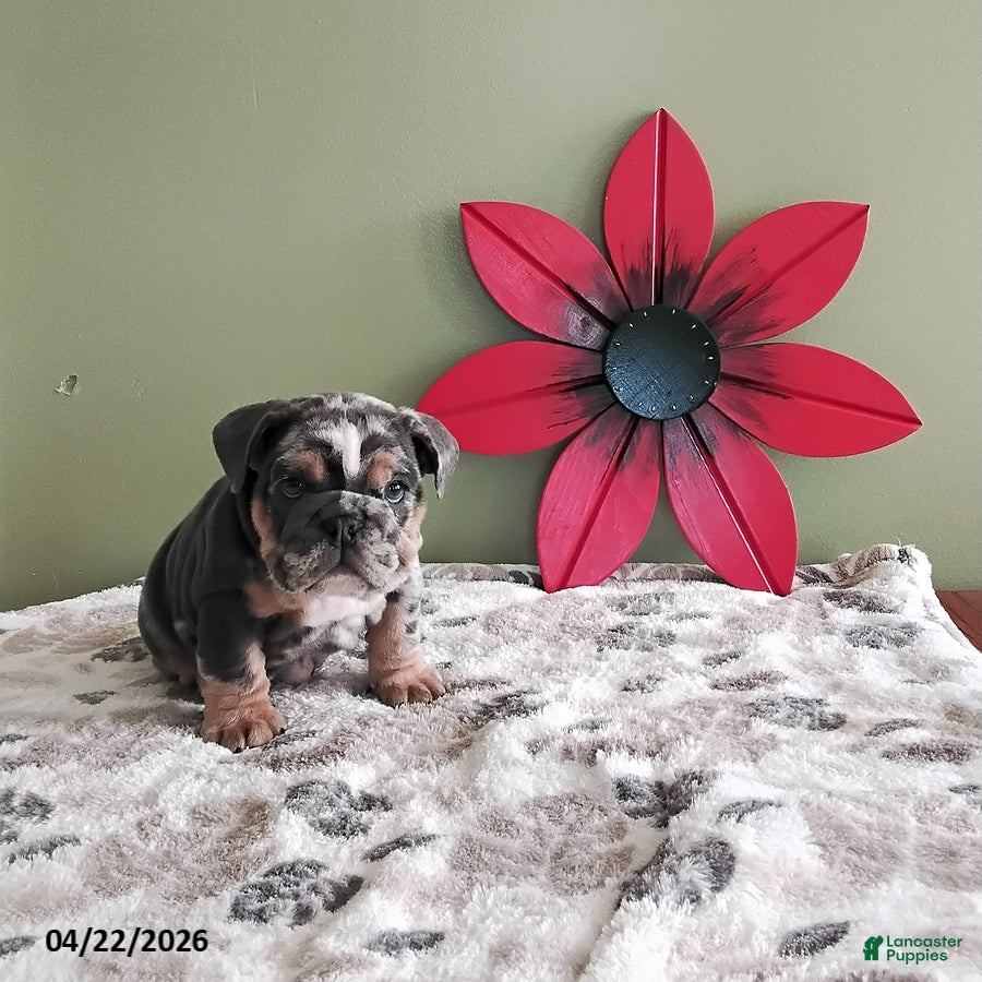 English Bulldog dogs Keith - Ad 2