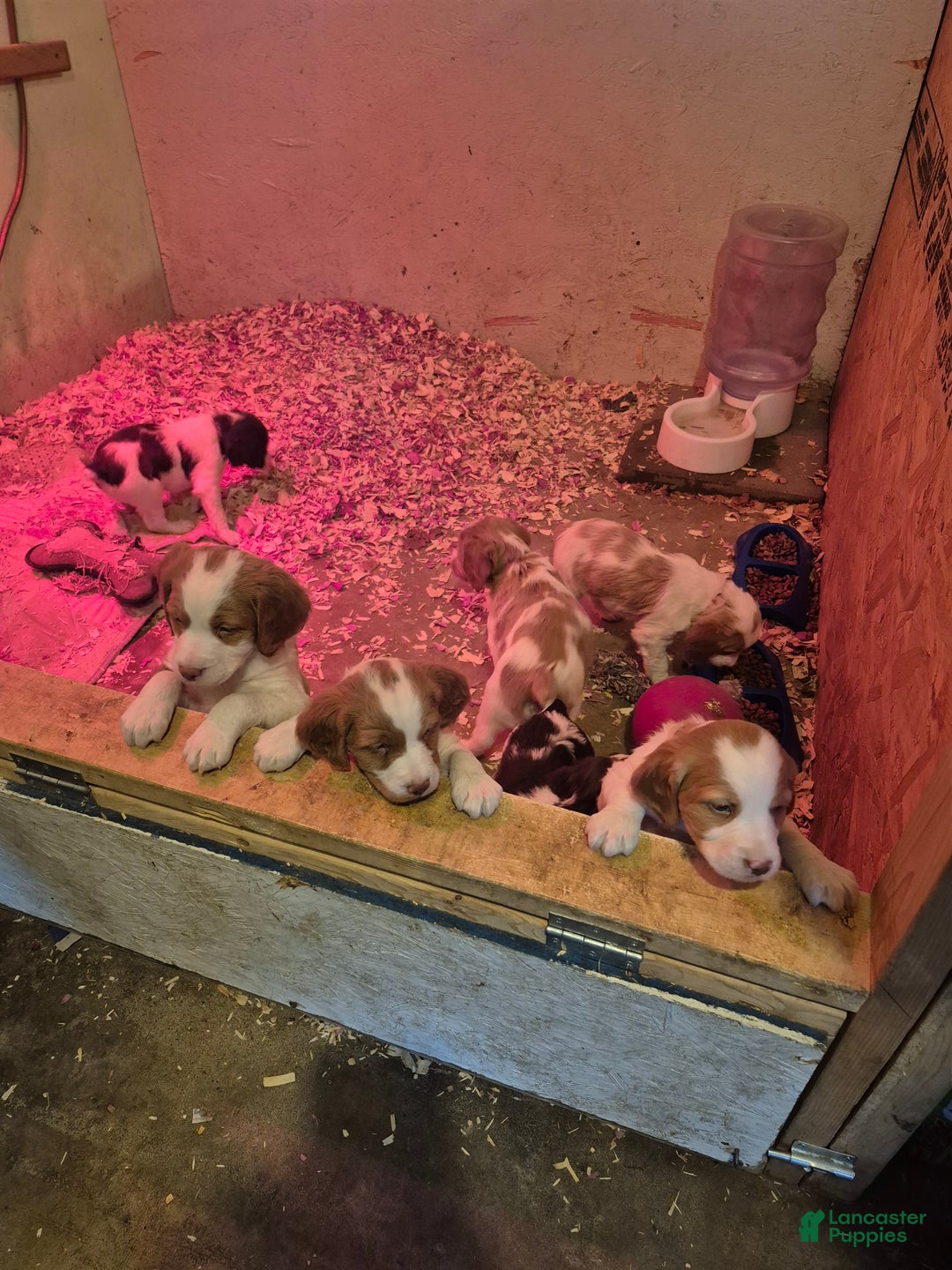 Brittany Spaniel dogs for sale: Pluto - Ad 12