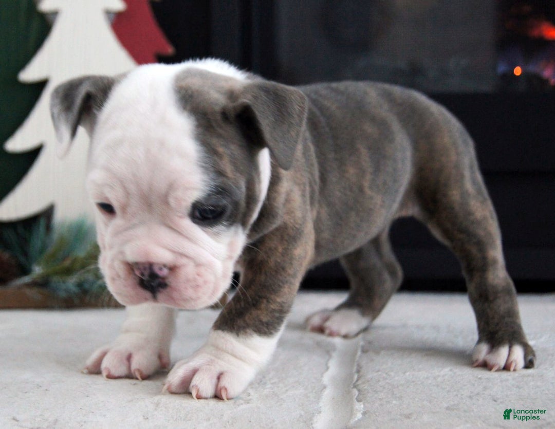 Olde English Bulldogge dogs for sale: Zoe - Ad 2