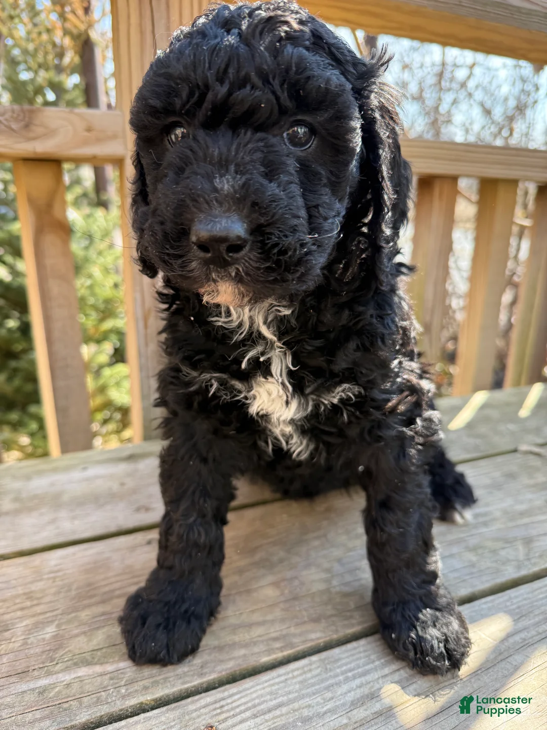 Mixed Breed dogs for sale: Sandy - Ad 1